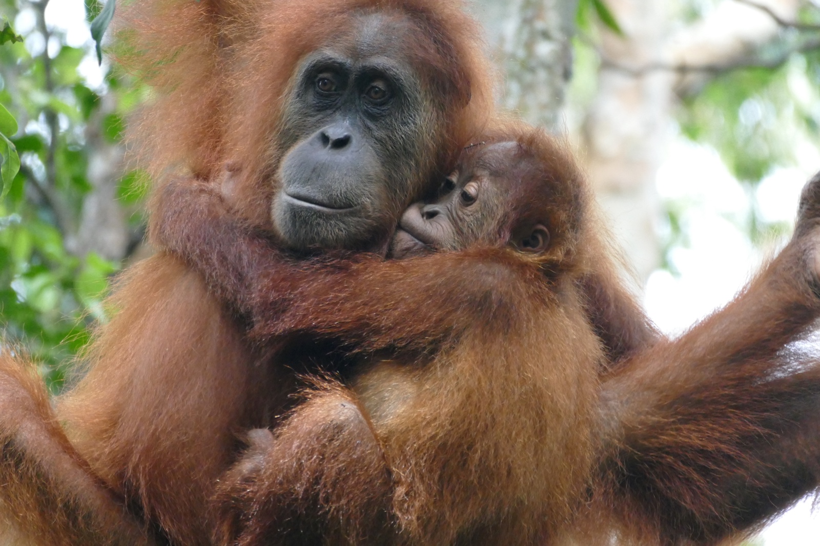 Thailand - Malaysia - Singapur - Sumatra